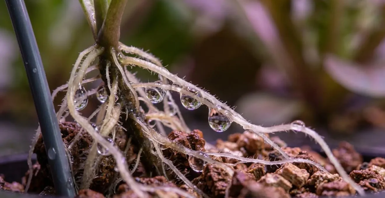Close-up van een recirculerend watersysteem met druppelirrigatie in een vertical farm
